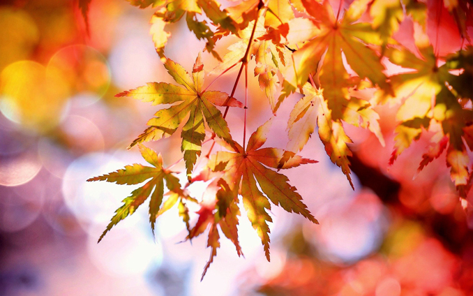 Red and golden maple leaves with light behind them